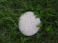 Vesse de loup - Lycoperdon a pierreries - Lycoperdon perlatum (00)